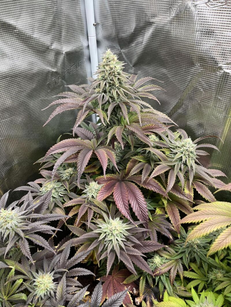 Rainbow Melon, Фасовка: 3